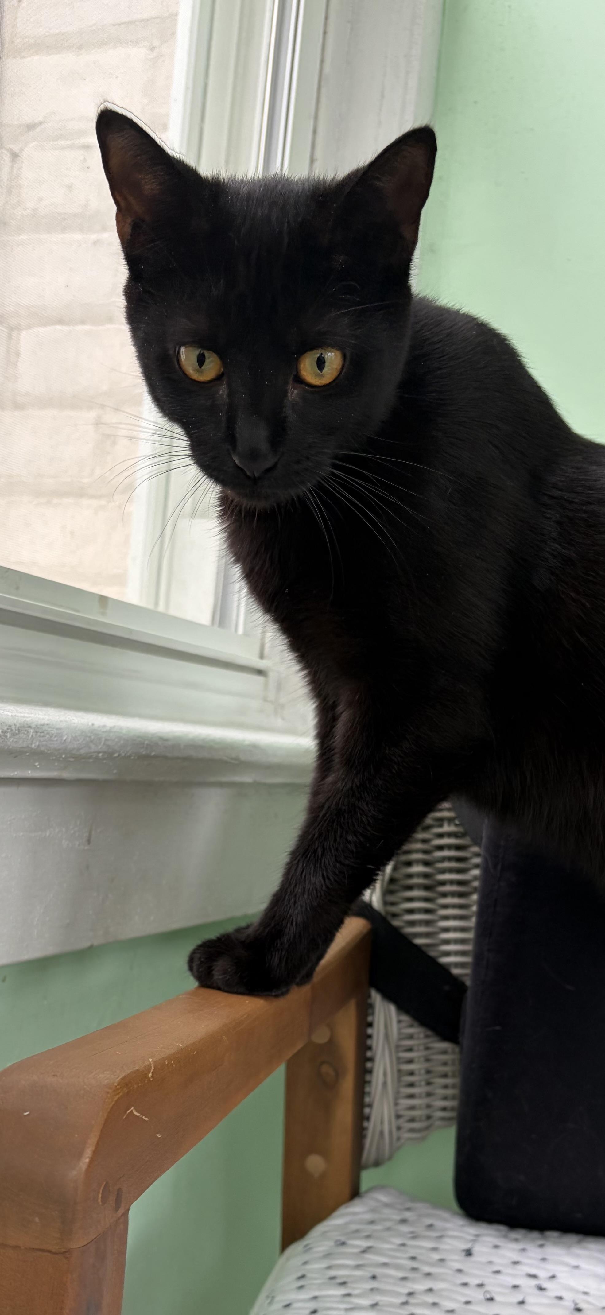 Dottie, Adoptable, Young Female Domestic Short Hair.