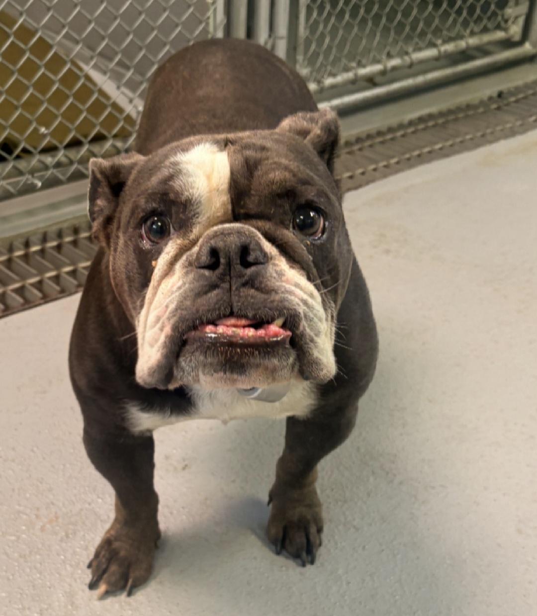 Maggie, adopted, Adult Female English Bulldog.