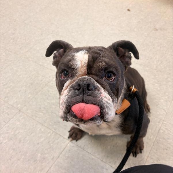 Maggie, an adopted English Bulldog in Medina, OH image 2/2