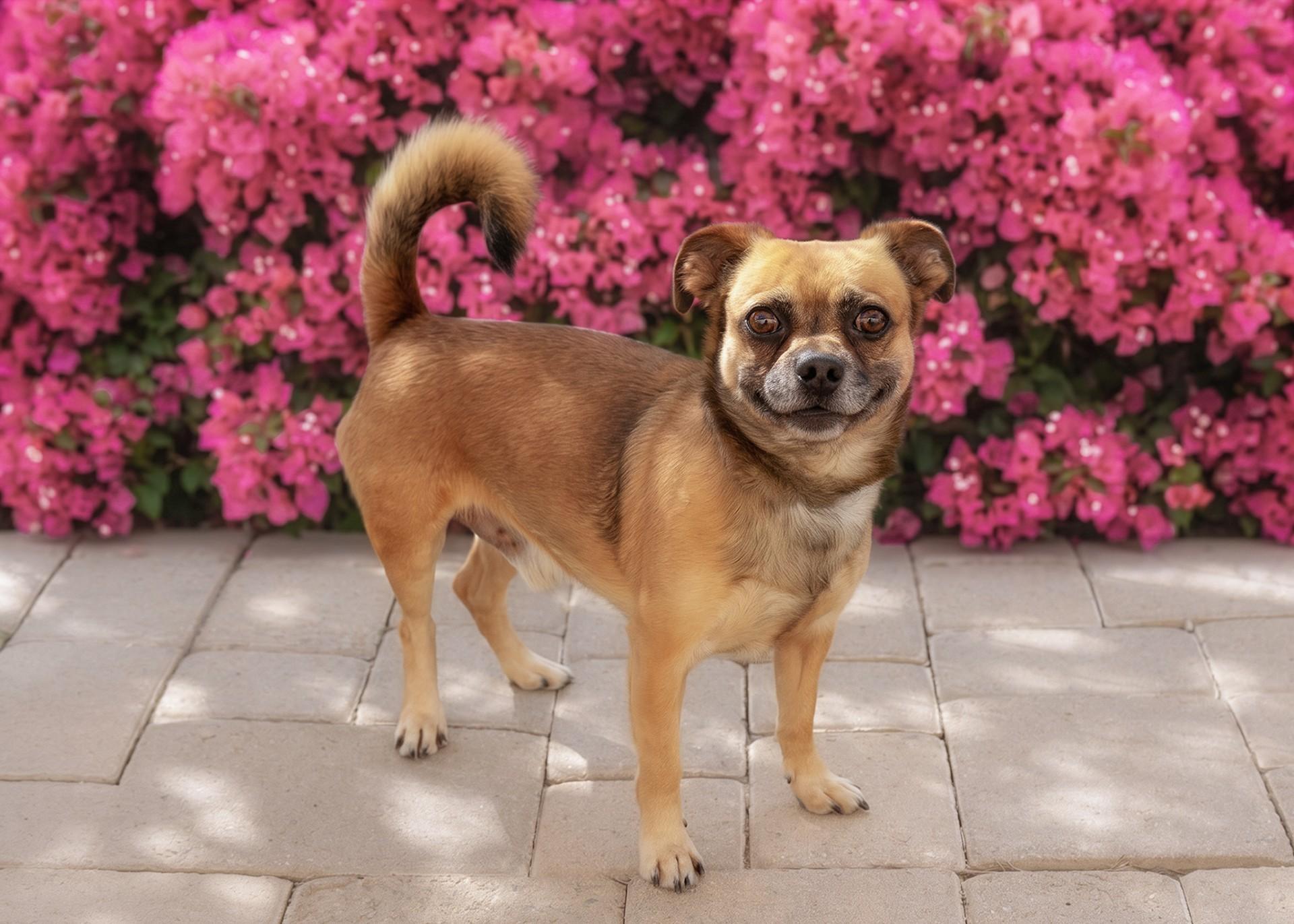 Bugsy, a ADOPTABLE mixed breed in El Cajon, CA image 2/4