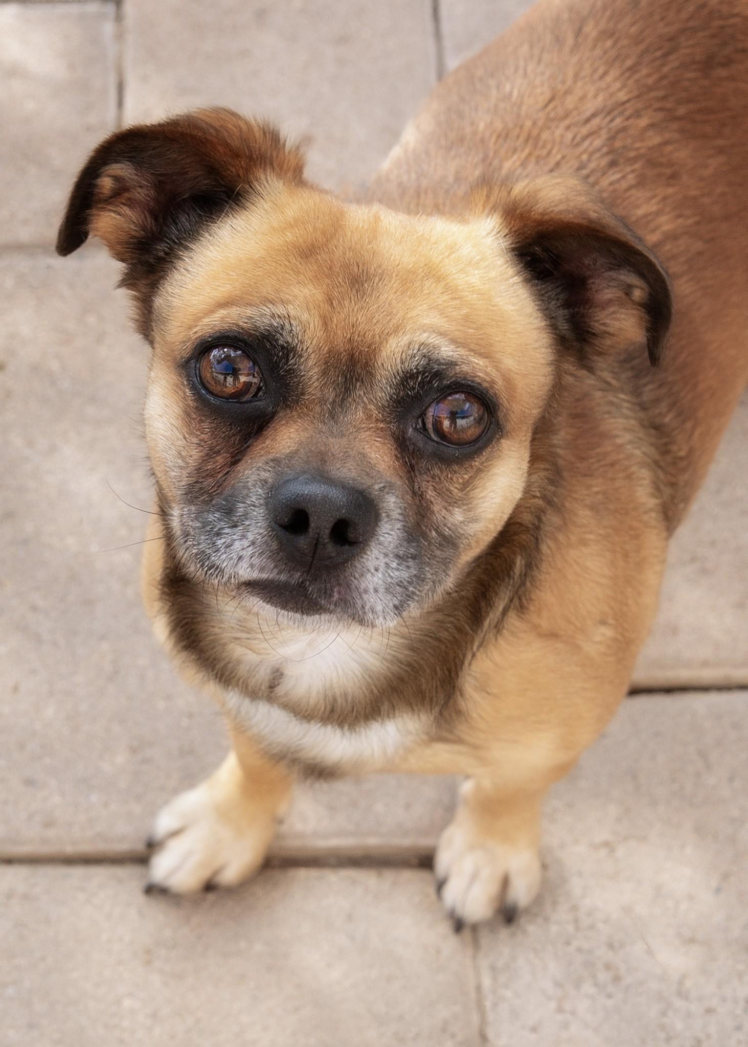 Bugsy, ADOPTABLE, Young Male Pug & Spaniel.