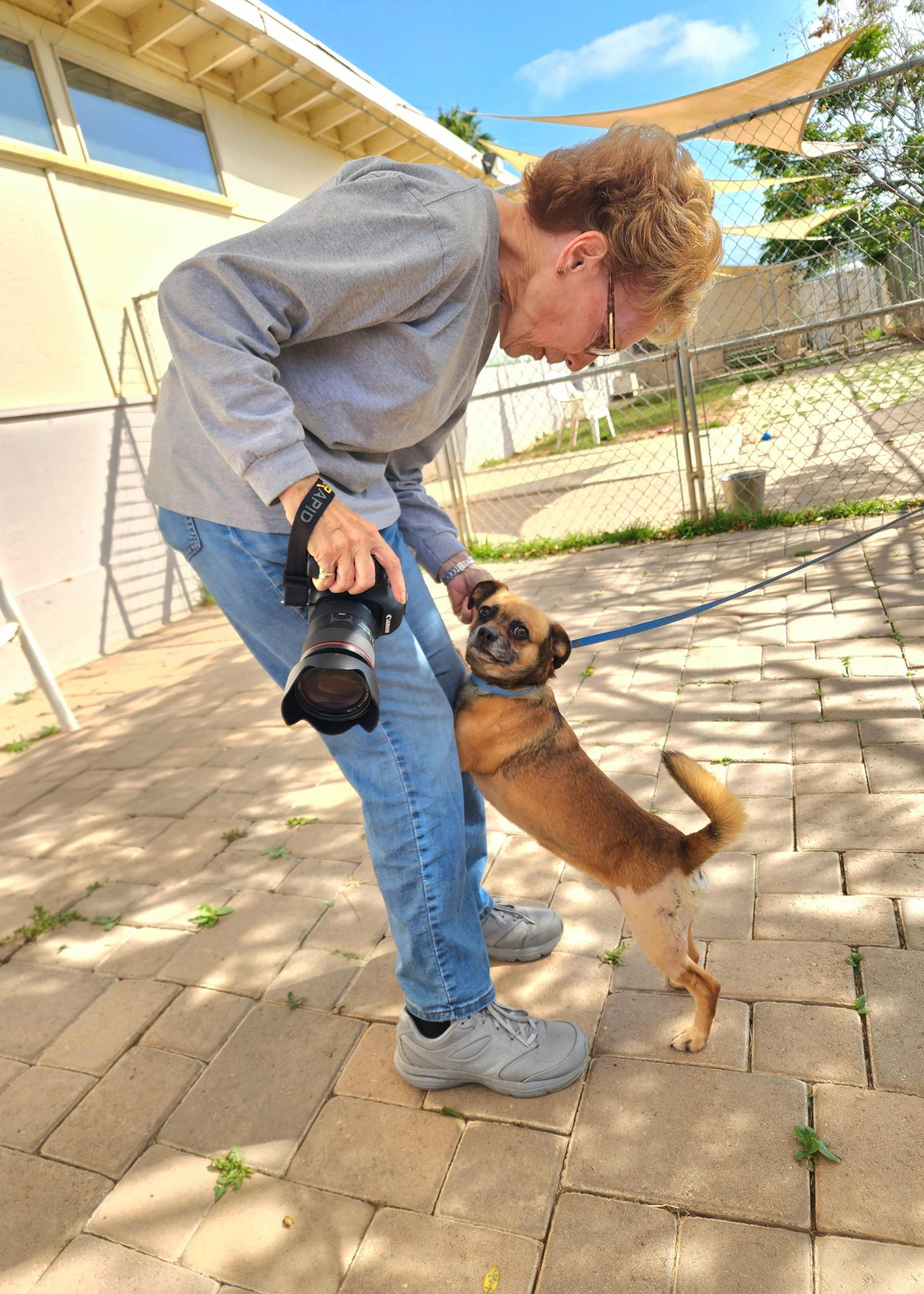 Bugsy, a ADOPTABLE mixed breed in El Cajon, CA image 4/4