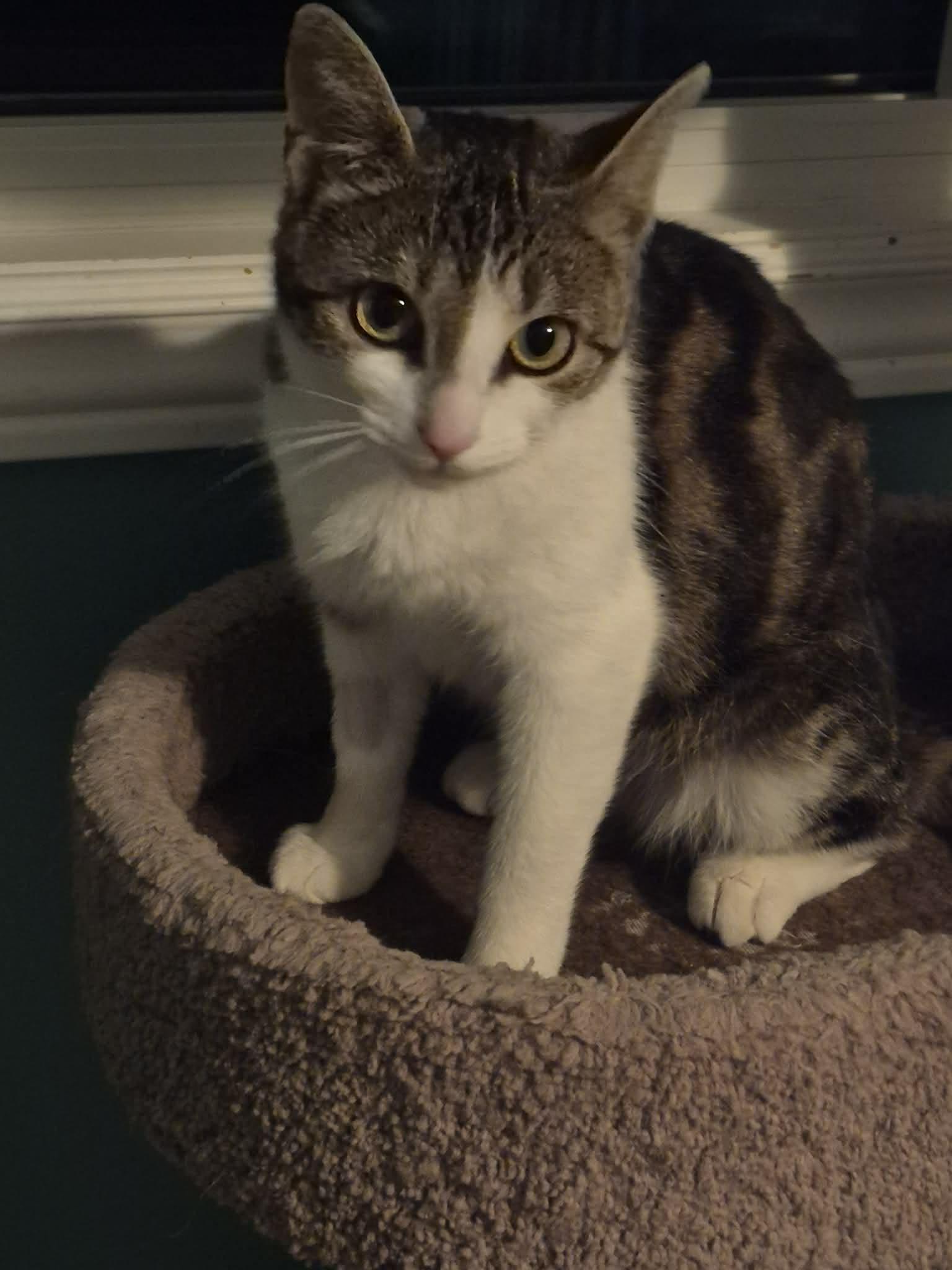 Wilma, an adopted Domestic Short Hair in Shakespeare, ON image 2/6