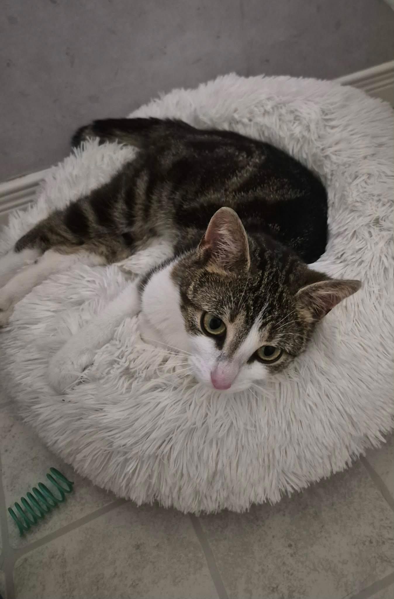 Wilma, an adopted Domestic Short Hair in Shakespeare, ON image 4/6