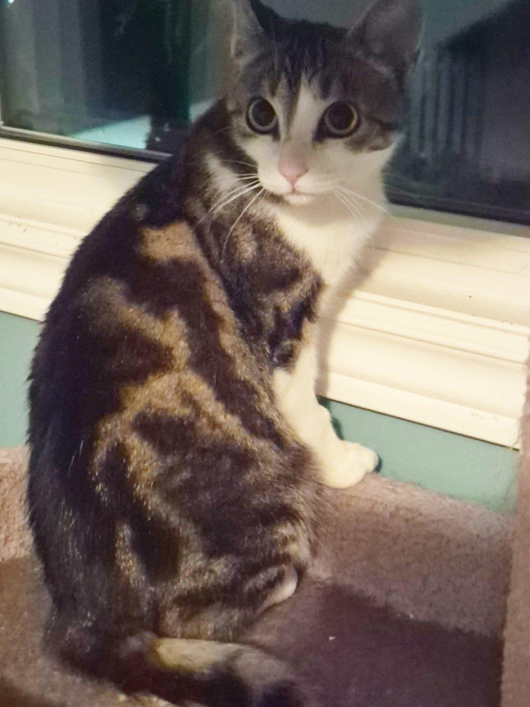 Wilma, adopted, Young Female Domestic Short Hair.