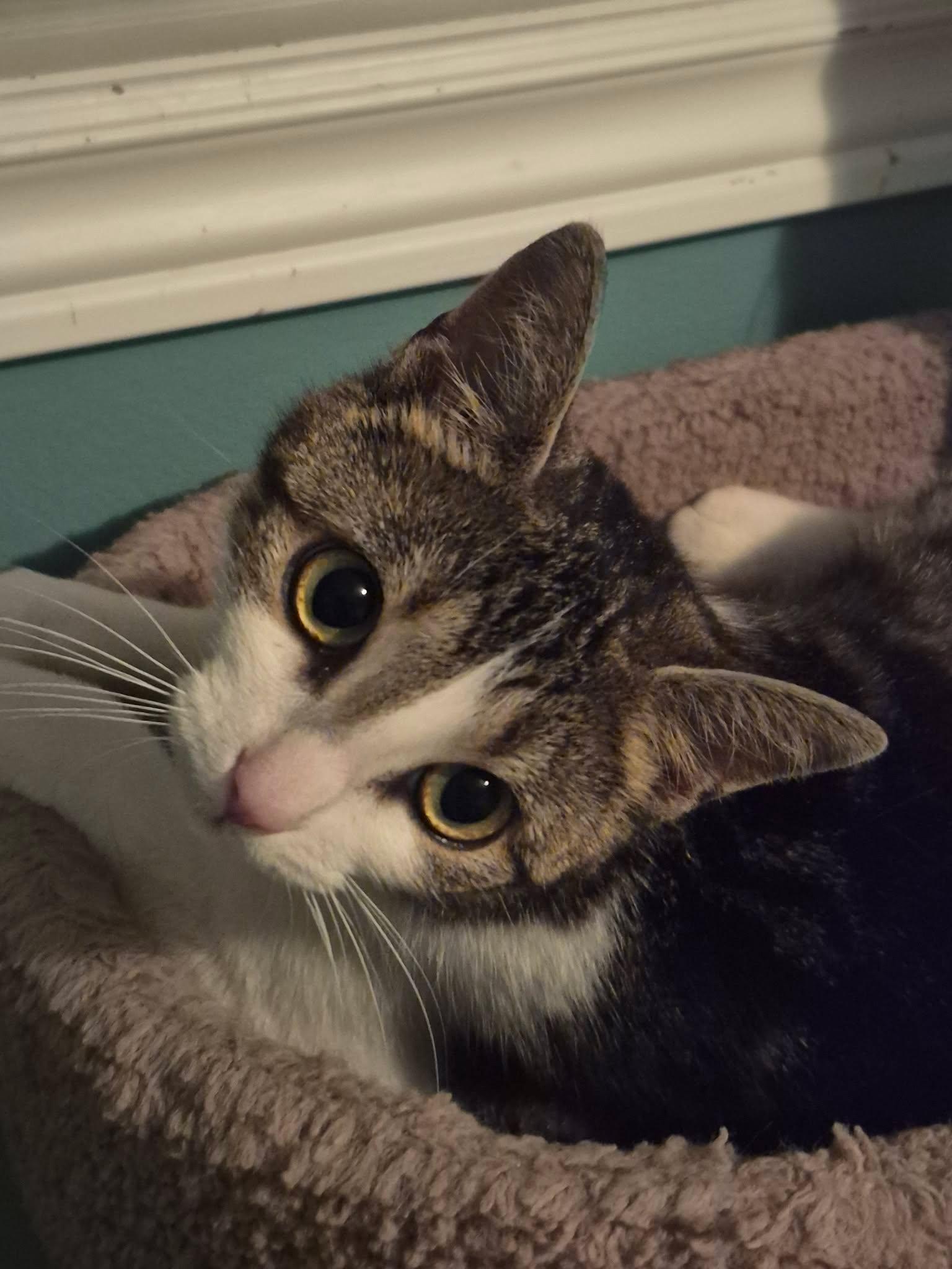 Wilma, an adopted Domestic Short Hair in Shakespeare, ON image 3/6