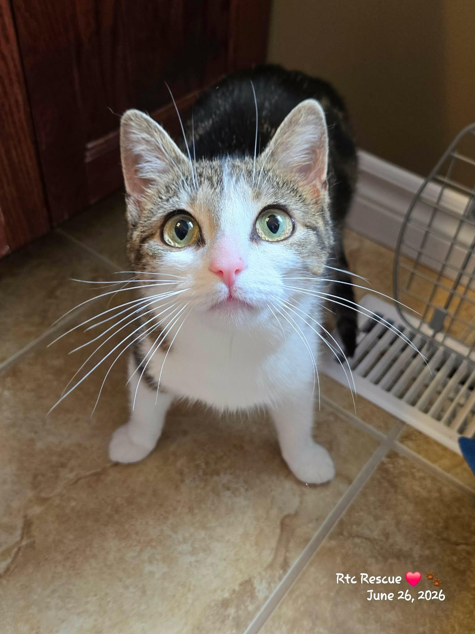 Wilma, an adopted Domestic Short Hair in Shakespeare, ON image 6/6