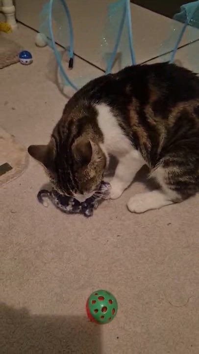 Enlarge Wilma, an adopted Domestic Short Hair in Shakespeare, ON video 5/6