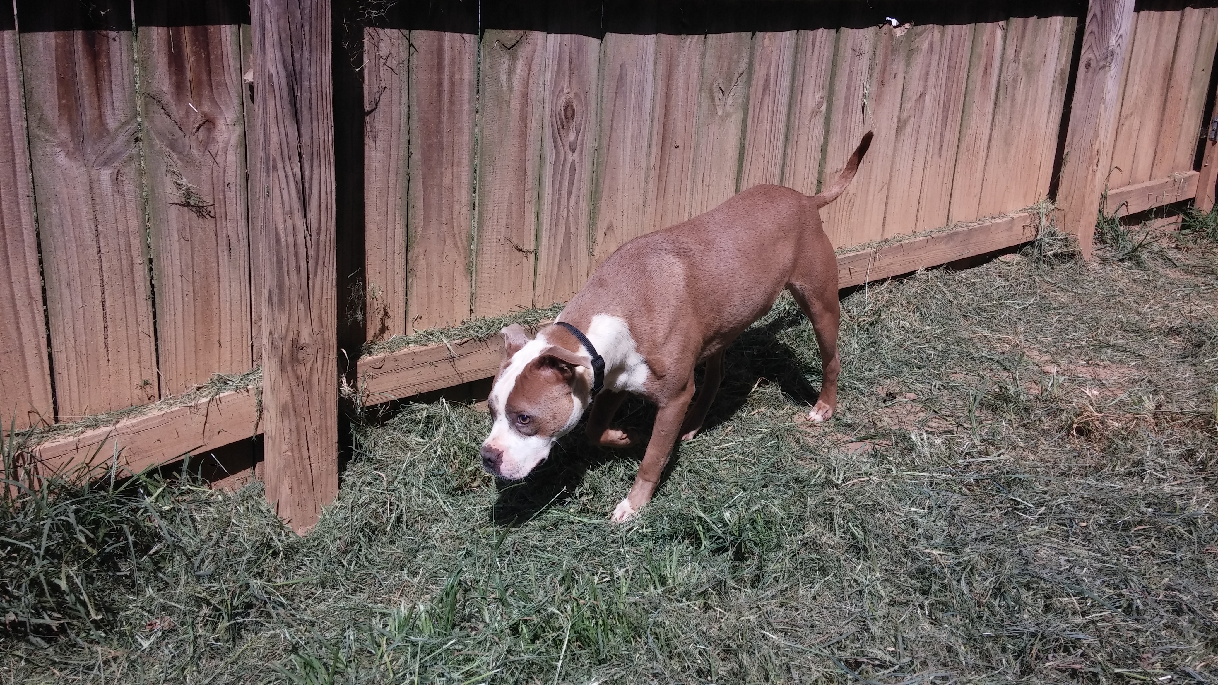 Henry (Blind)  Senior. ONLY DOG photo 2