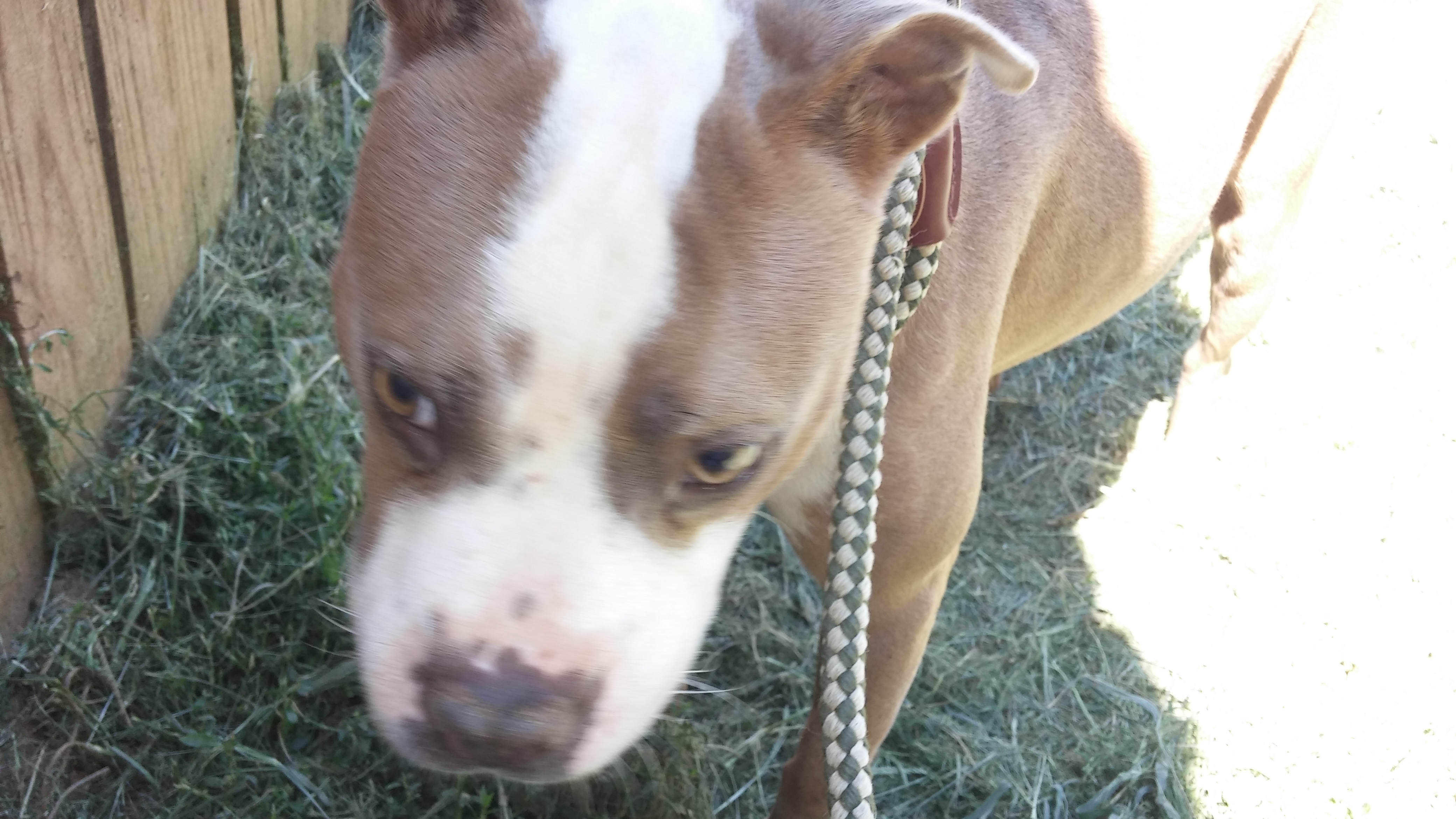 Henry (Blind)  Senior. ONLY DOG photo 1