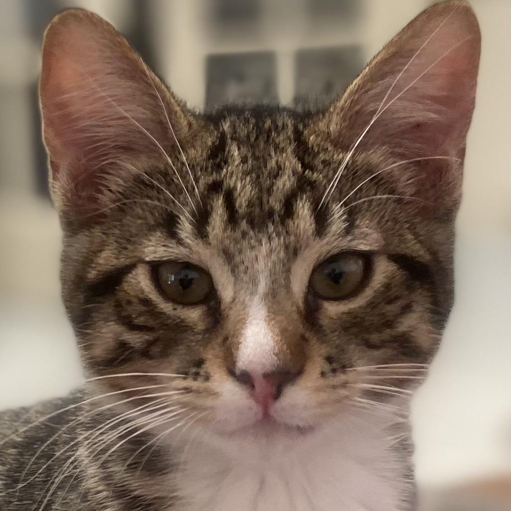 TONY, Adoptable, Young Male Domestic Short Hair.