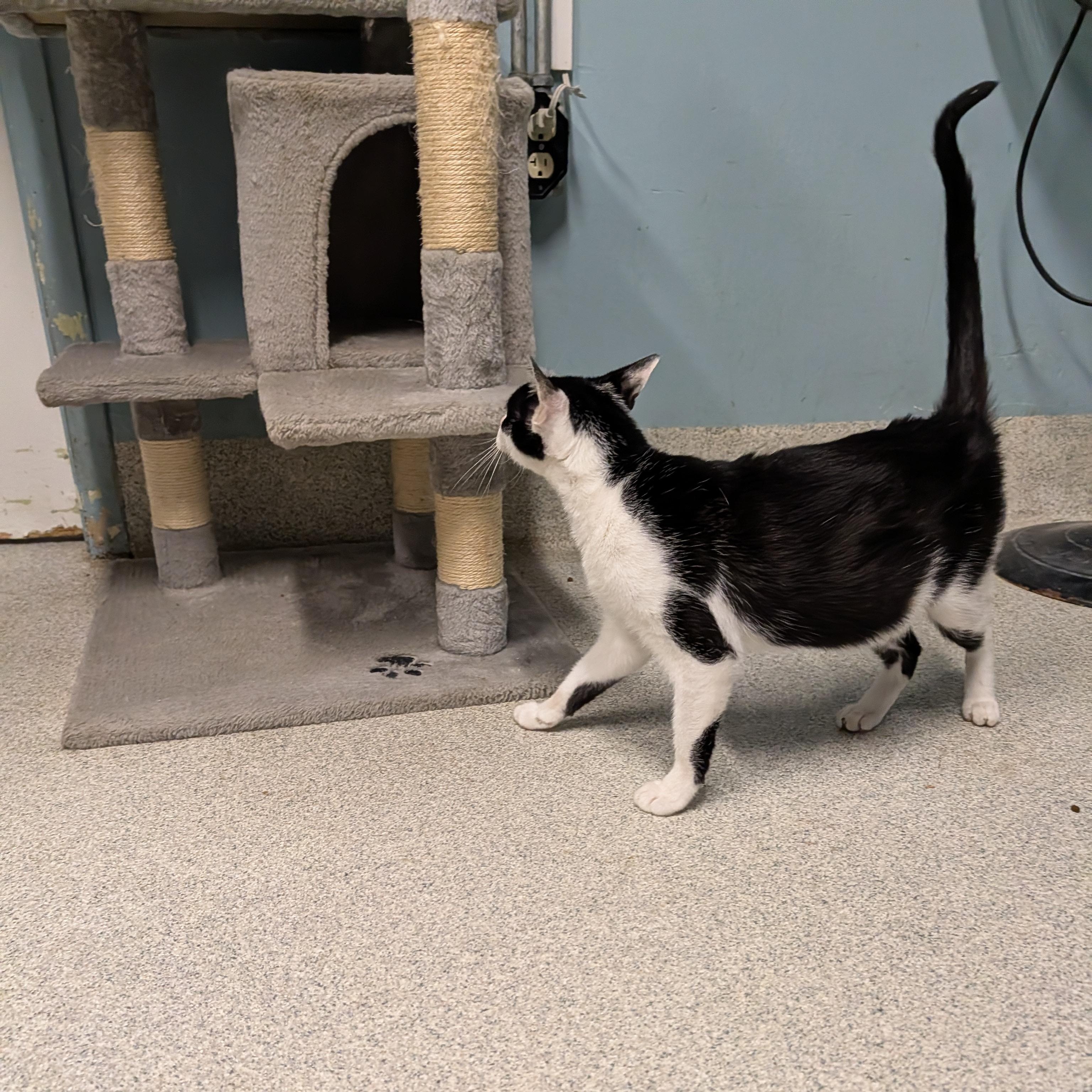 Molly, a Adoptable Domestic Short Hair in Camp Pendleton, CA image 3/3