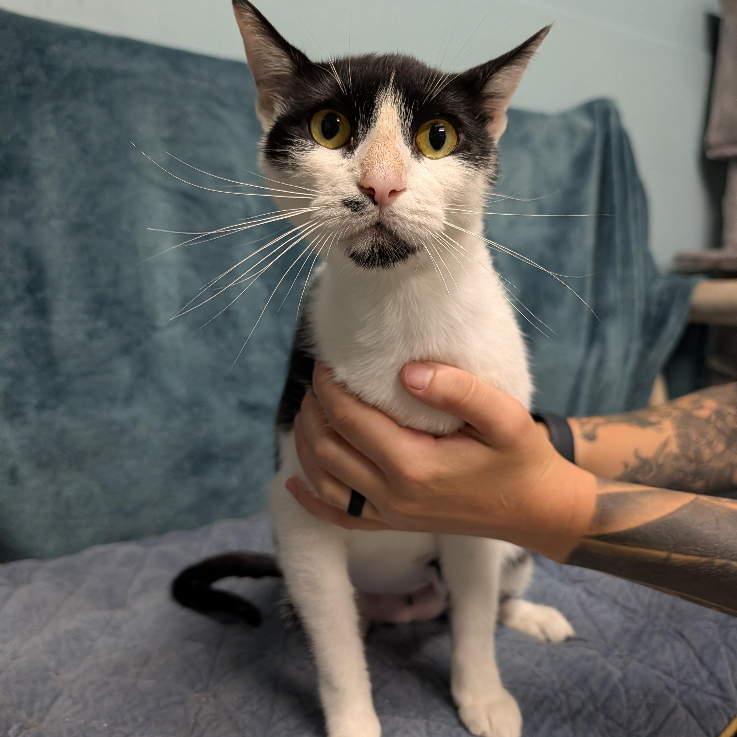 Molly, Adoptable, Adult Female Domestic Short Hair.