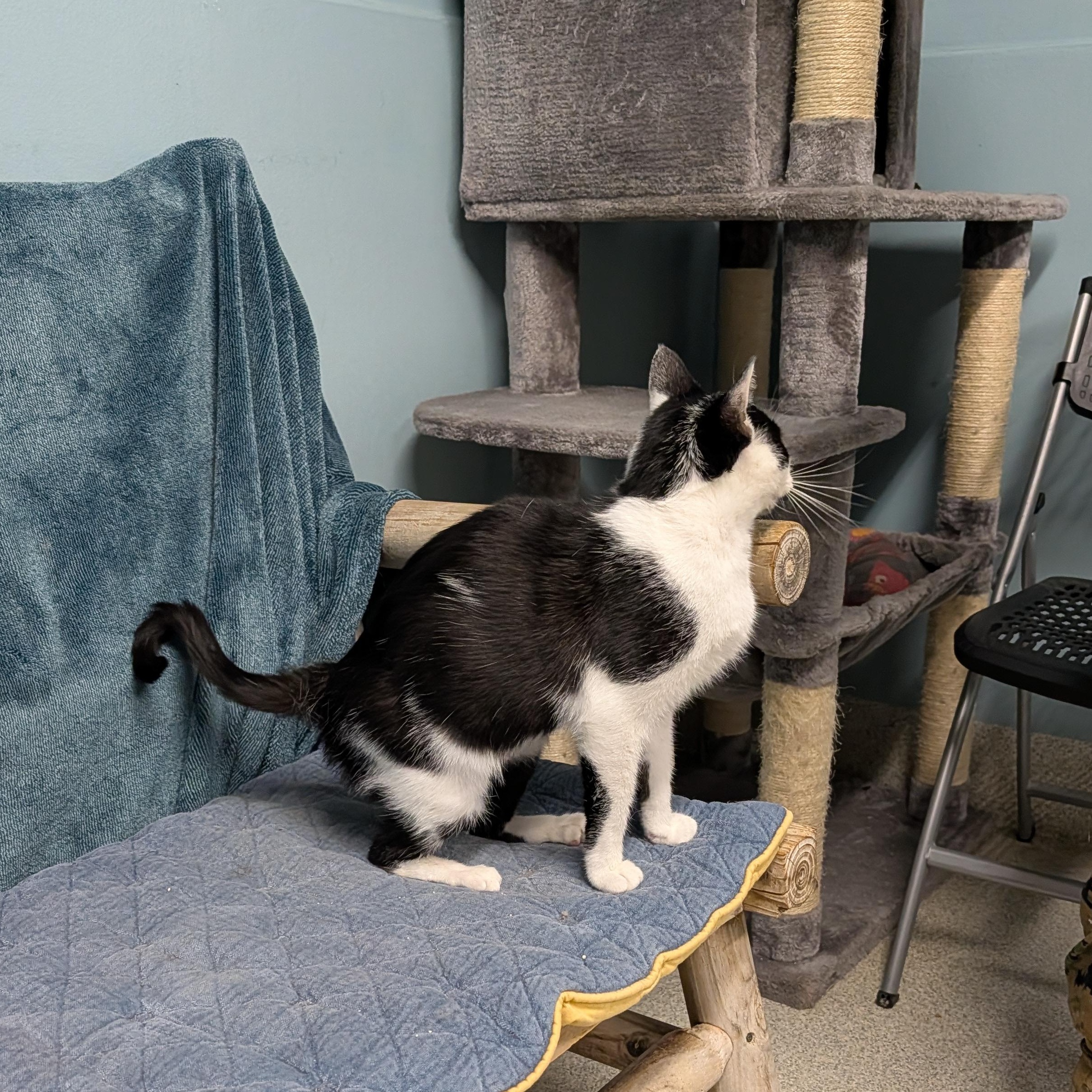 Molly, a Adoptable Domestic Short Hair in Camp Pendleton, CA image 2/3