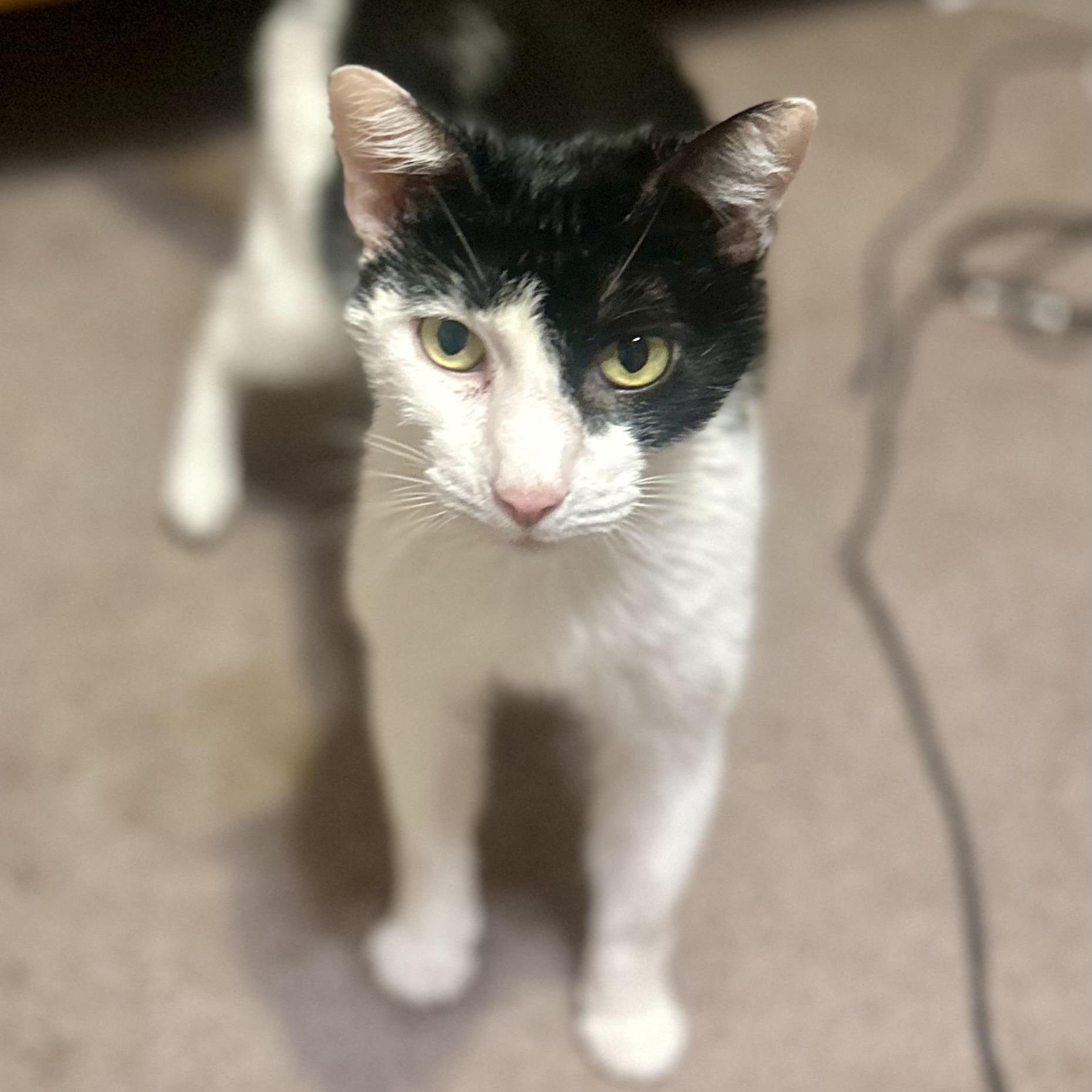 Enlarge Little Jack, a Adoptable Domestic Short Hair in Philadelphia, PA image 3/3