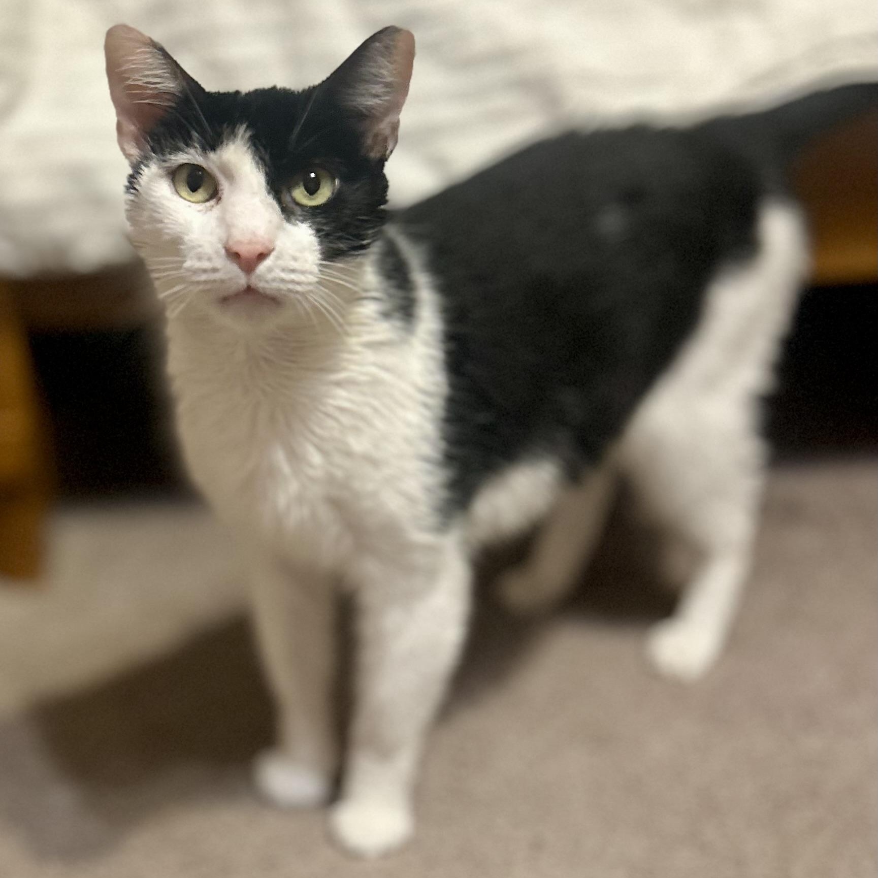 Little Jack, Adoptable, Adult Male Domestic Short Hair.