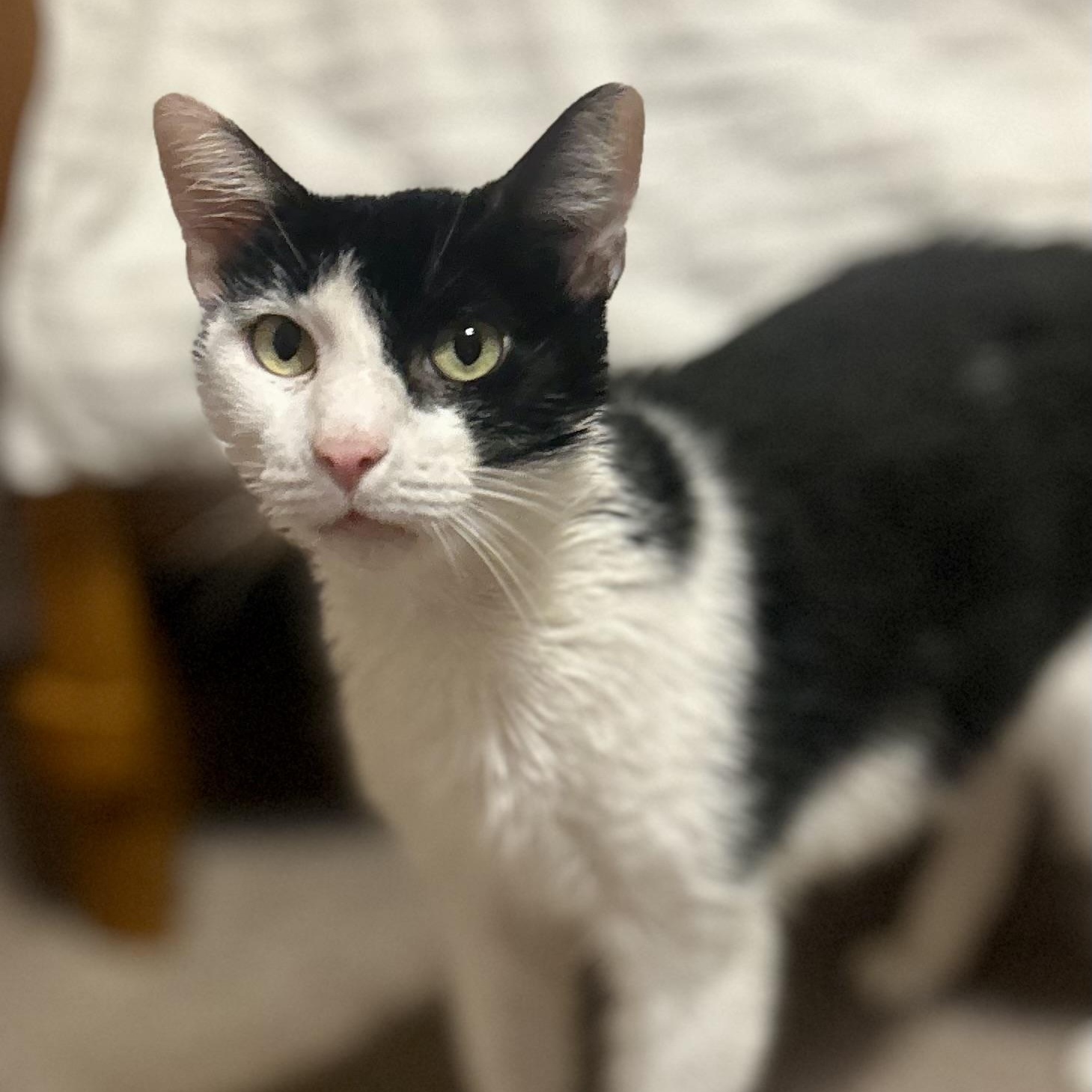 Enlarge Little Jack, a Adoptable Domestic Short Hair in Philadelphia, PA image 2/3