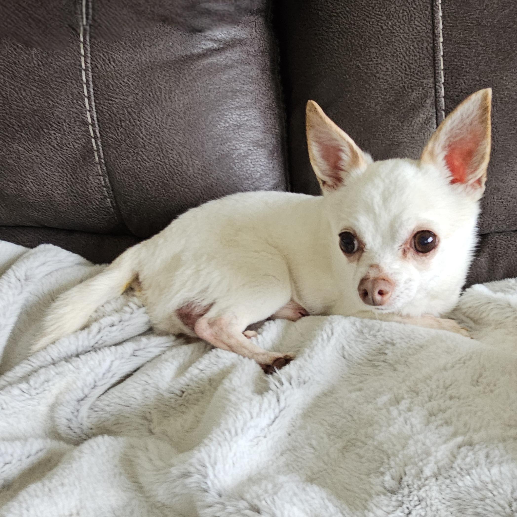 GIZMO 4