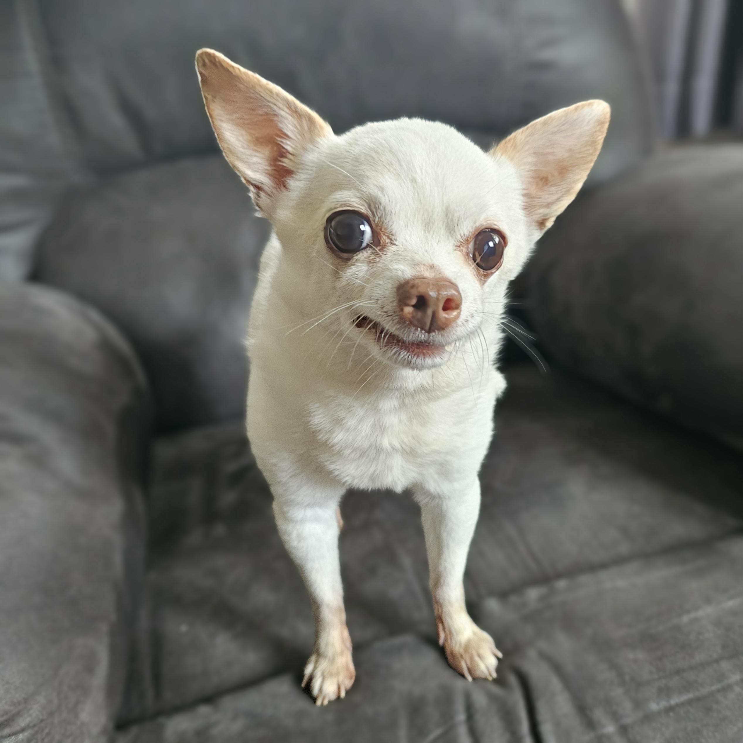 GIZMO 5