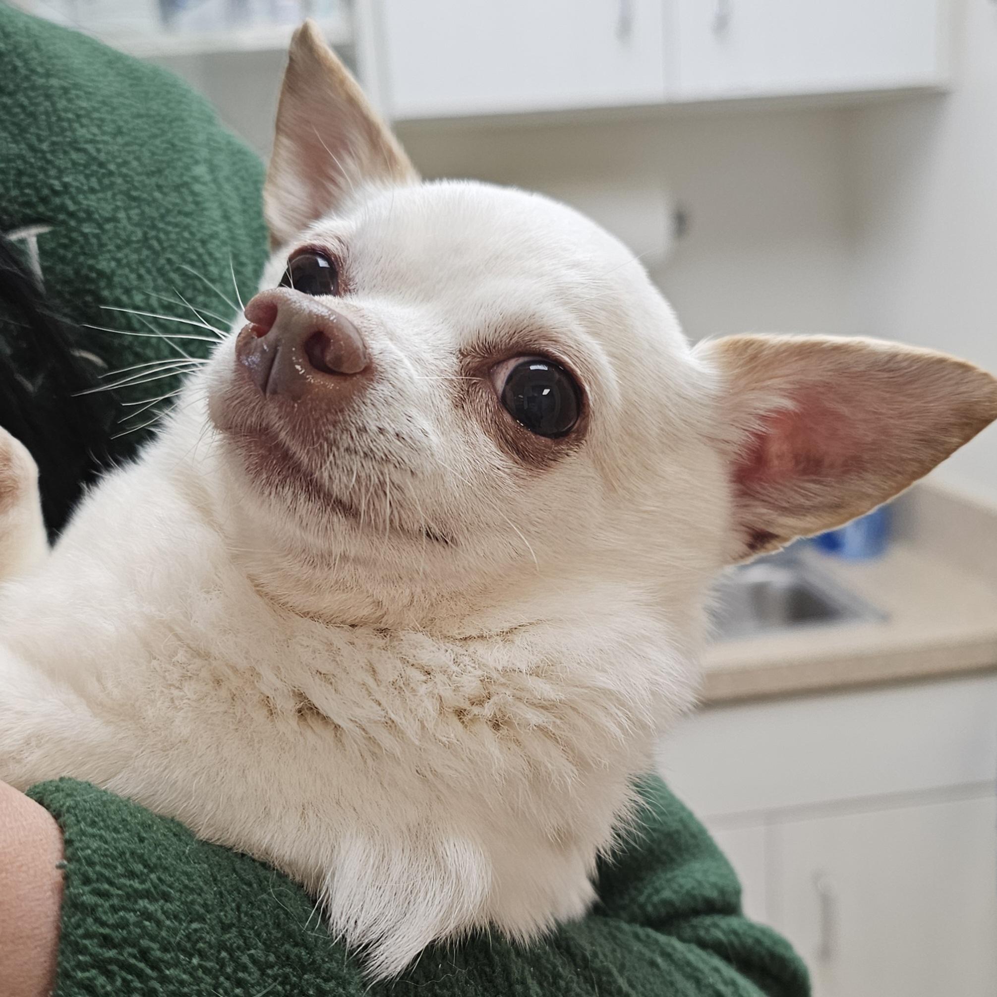 GIZMO 1