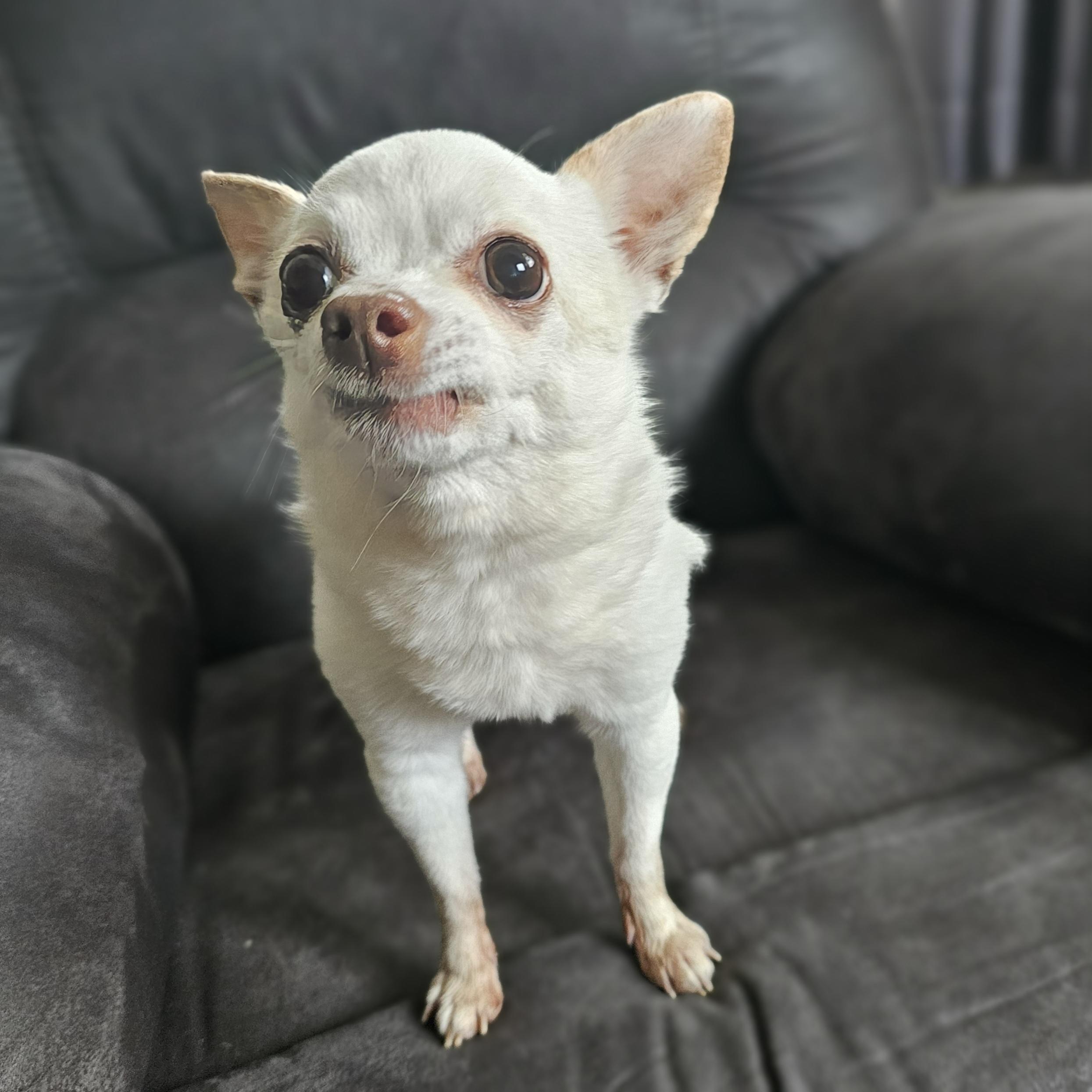 GIZMO 6