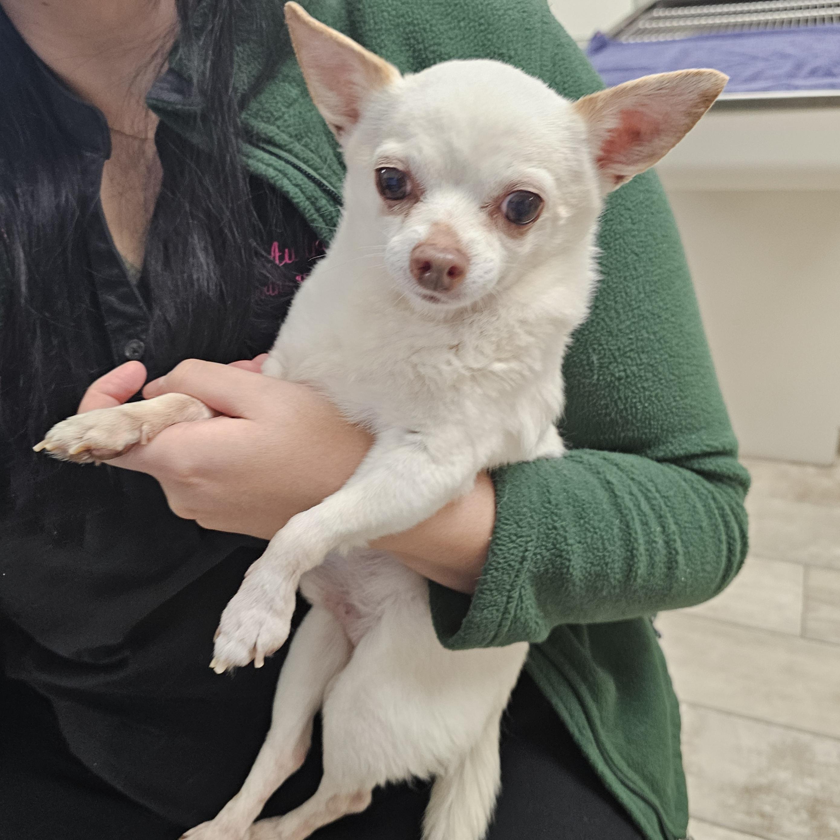 GIZMO 2