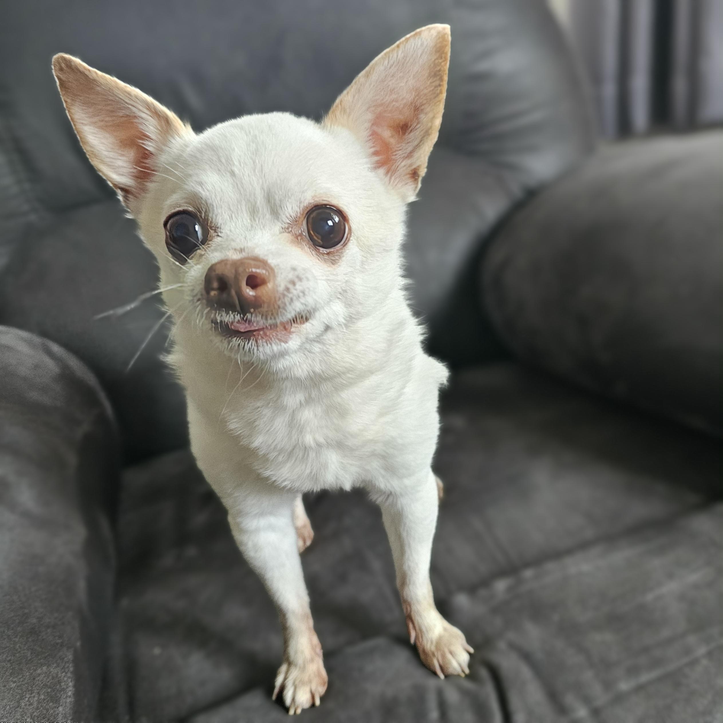 GIZMO 3