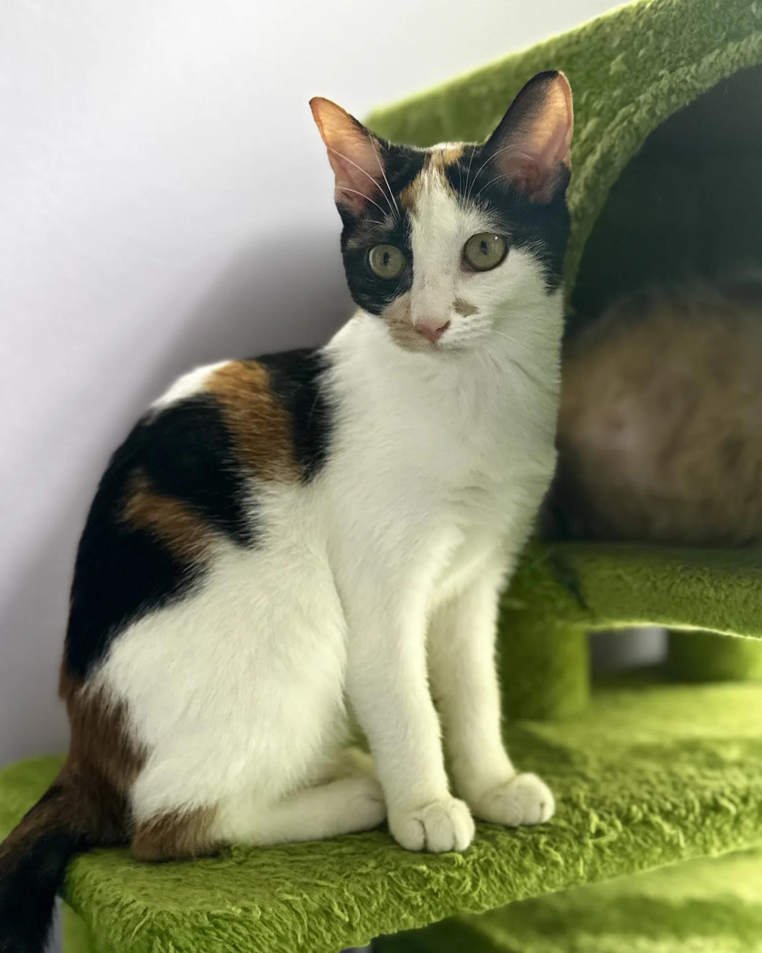 Enlarge Patches, a Adoptable Calico in Atlanta, GA image 4/6
