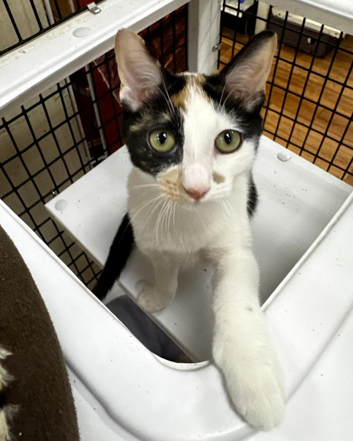 Enlarge Patches, a Adoptable Calico in Atlanta, GA image 3/6