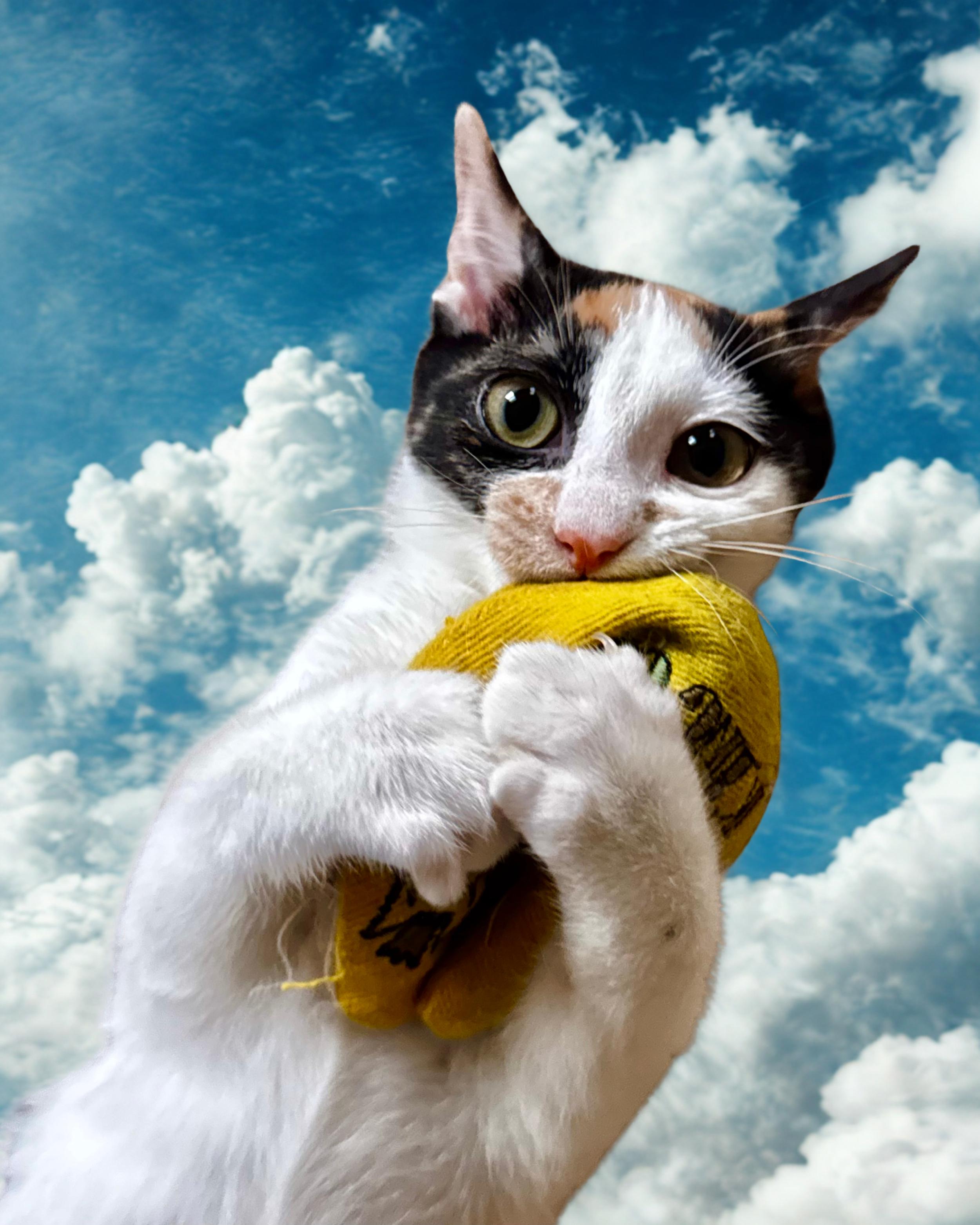 Enlarge Patches, a Adoptable Calico in Atlanta, GA image 1/6