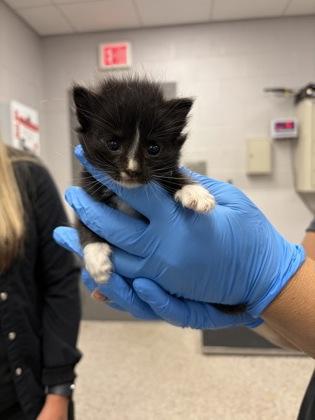 Abaco, Adoptable, Kitten Male Domestic Short Hair & Domestic Short Hair.