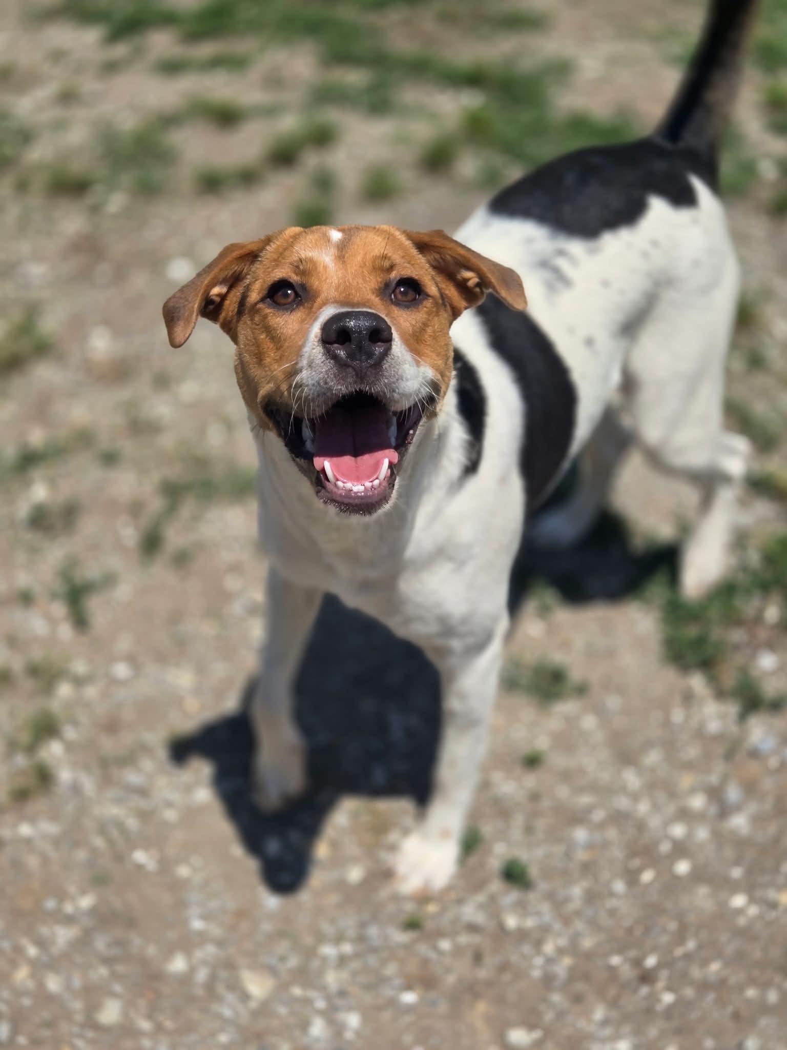 Enlarge Roxie, a Adoptable Hound in Chatsworth, GA image 1/3