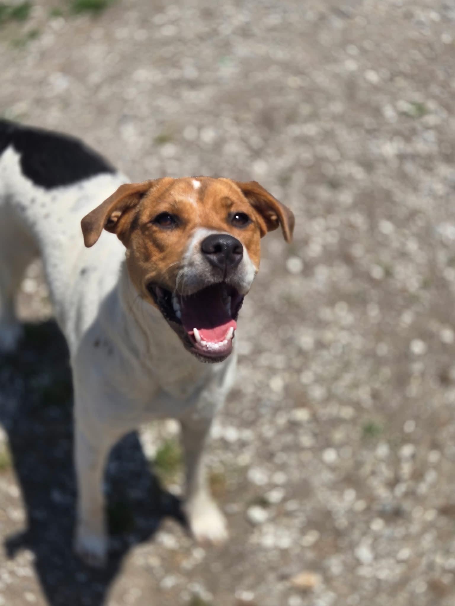 Enlarge Roxie, a Adoptable Hound in Chatsworth, GA image 2/3