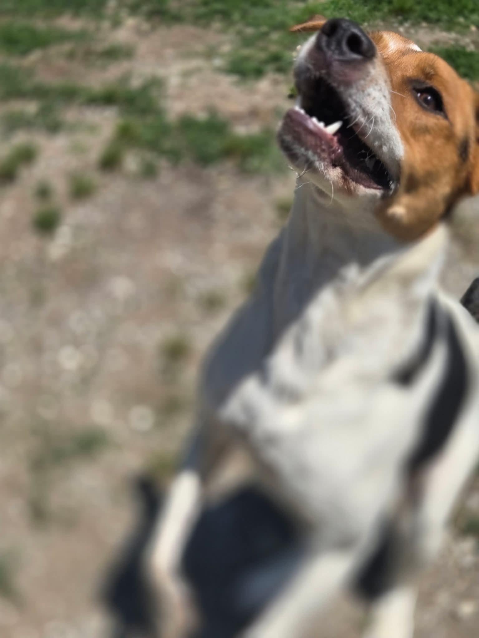 Enlarge Roxie, a Adoptable Hound in Chatsworth, GA image 3/3