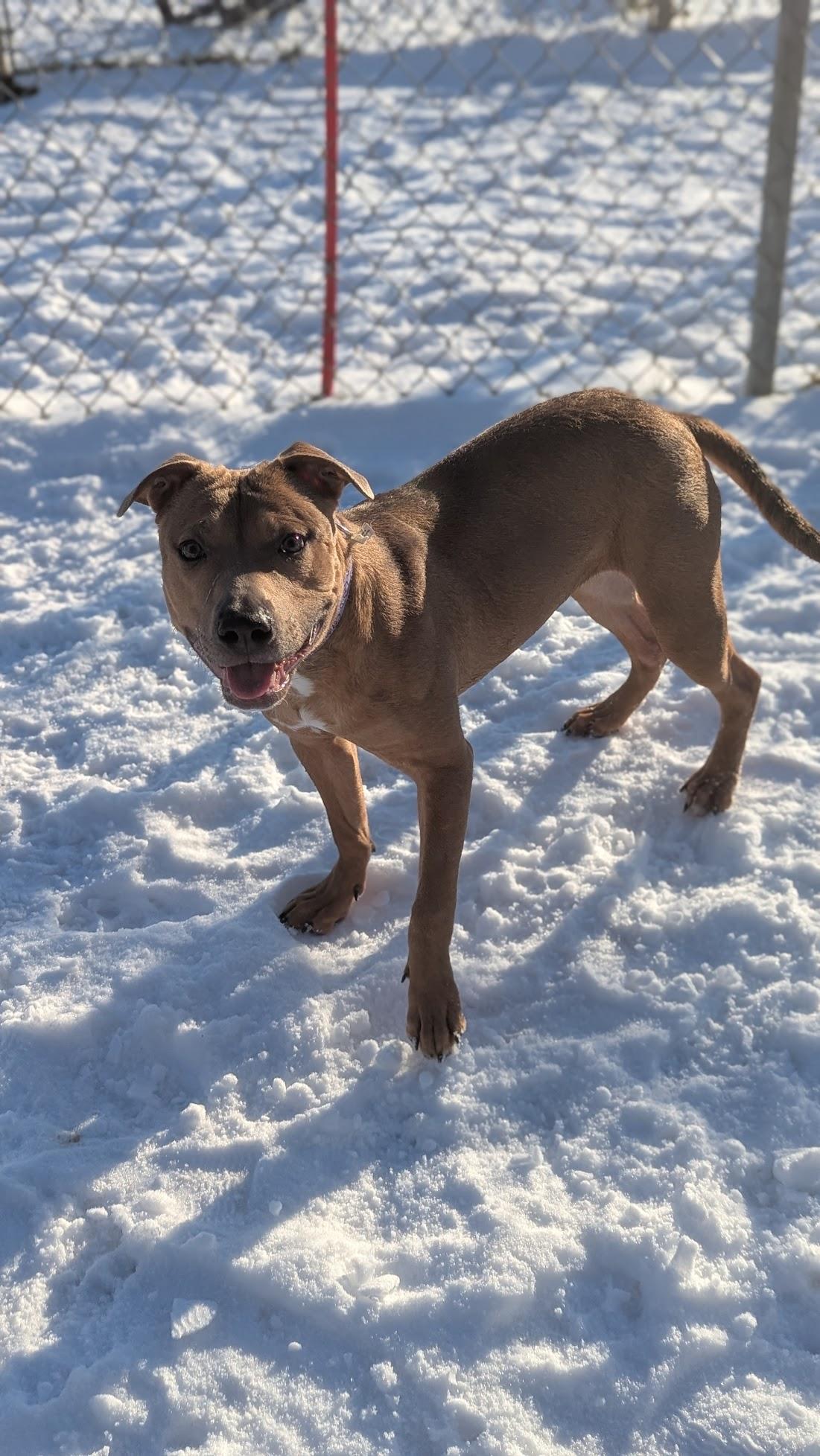 Enlarge Keita, a ADOPTABLE Mixed Breed in Benton Harbor, MI image 1/6