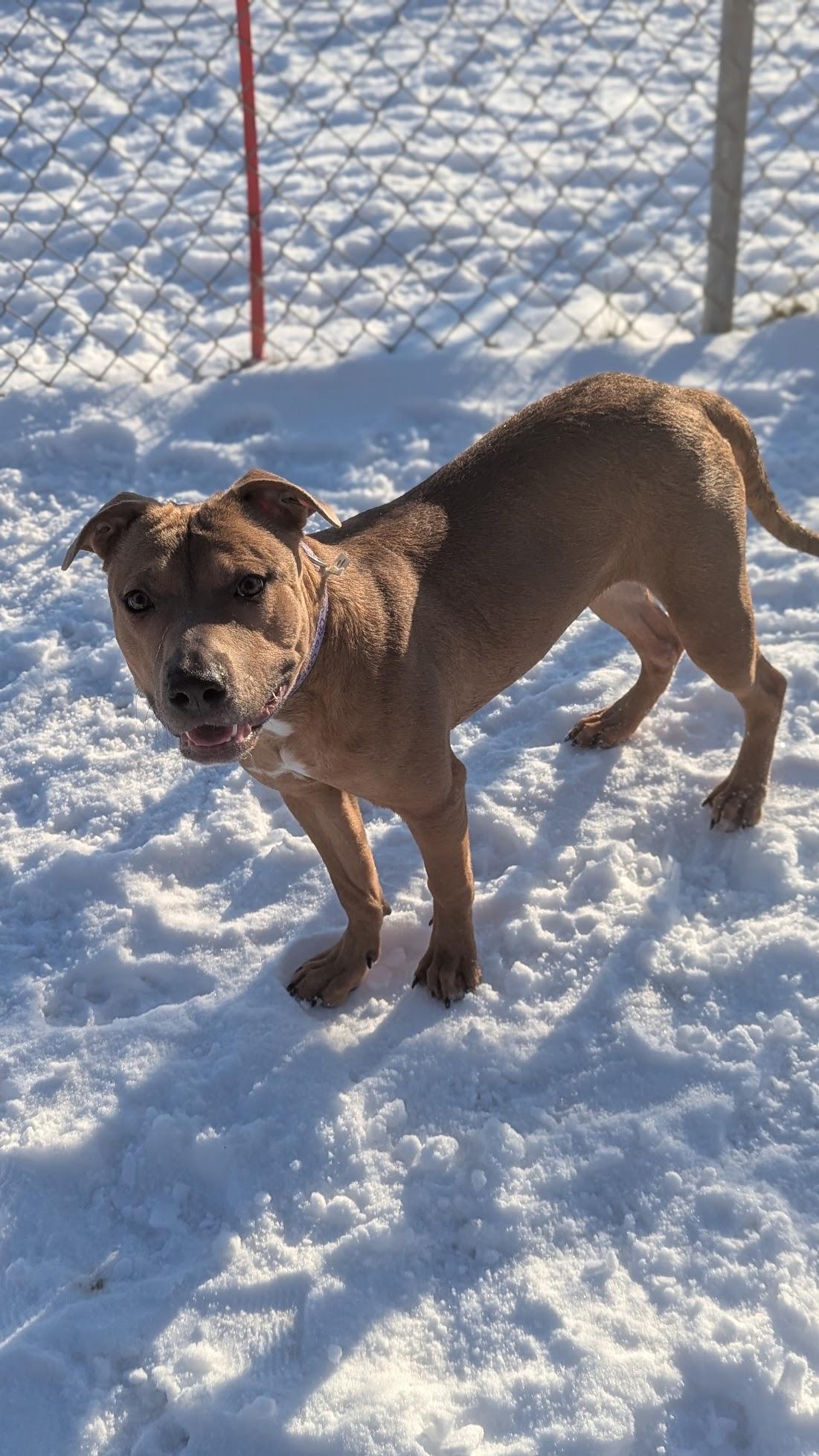 Enlarge Keita, a ADOPTABLE Mixed Breed in Benton Harbor, MI image 2/6