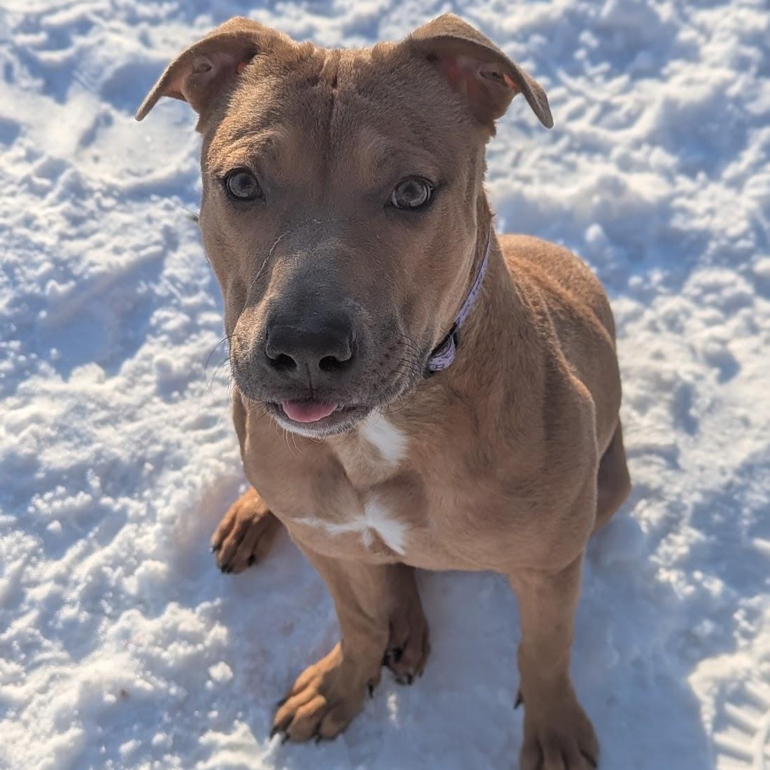 Enlarge Keita, a ADOPTABLE Mixed Breed in Benton Harbor, MI image 3/6