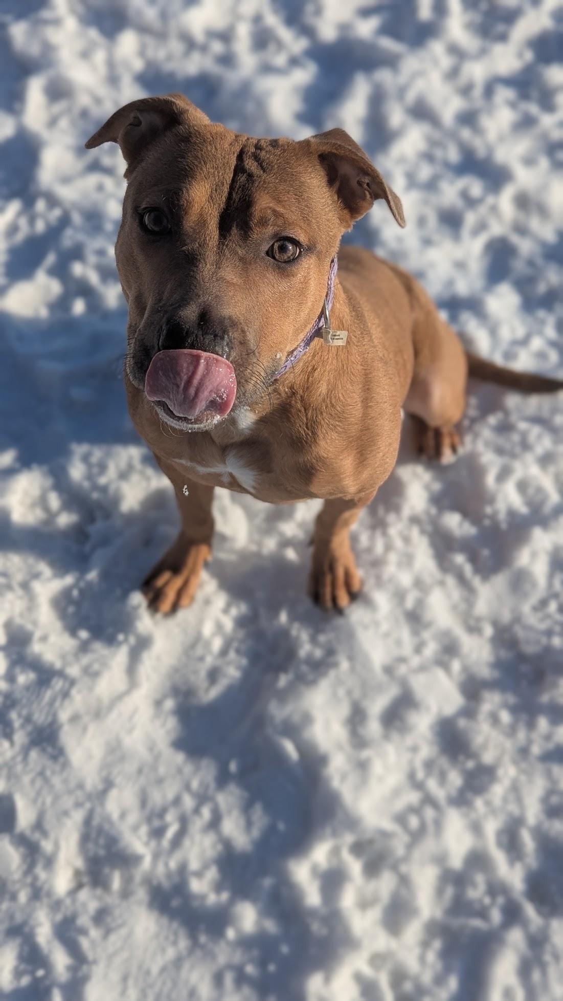 Enlarge Keita, a ADOPTABLE Mixed Breed in Benton Harbor, MI image 4/6