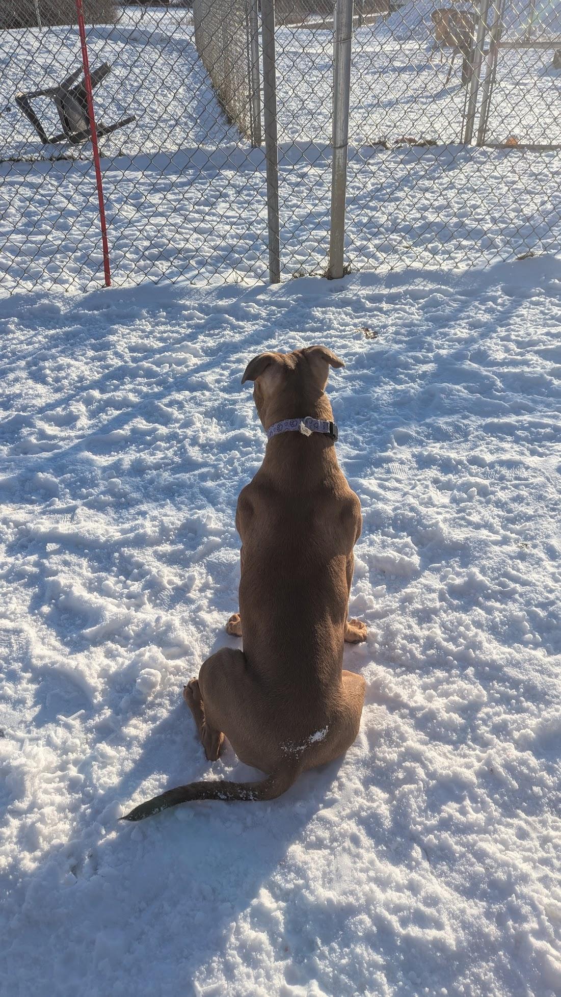 Enlarge Keita, a ADOPTABLE Mixed Breed in Benton Harbor, MI image 5/6