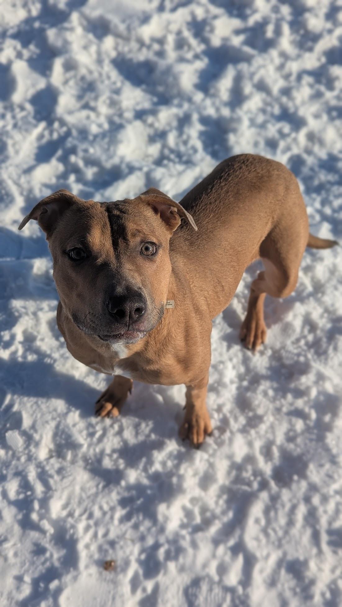 Enlarge Keita, a ADOPTABLE Mixed Breed in Benton Harbor, MI image 6/6