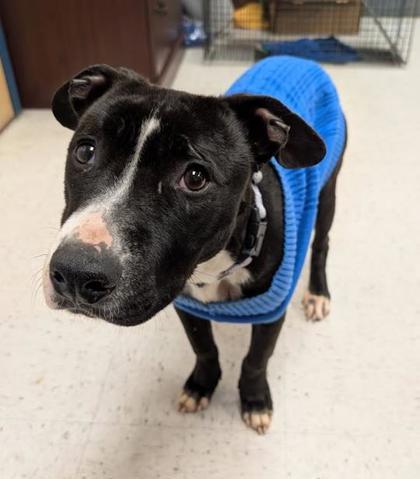 StarFire, Adoptable, Adult Female Mixed Breed & Mixed Breed.