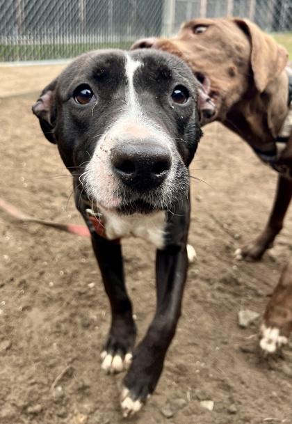 Enlarge StarFire, a Adoptable mixed breed in Savannah, GA image 1/3