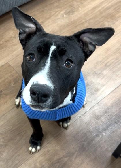 Enlarge StarFire, a Adoptable mixed breed in Savannah, GA image 2/3