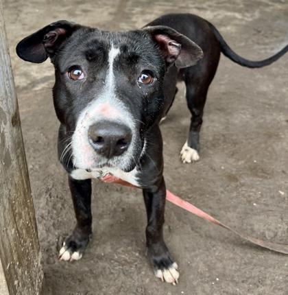 Enlarge StarFire, a Adoptable mixed breed in Savannah, GA image 3/3