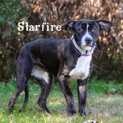 StarFire, a Adoptable mixed breed in Savannah, GA image 3/3