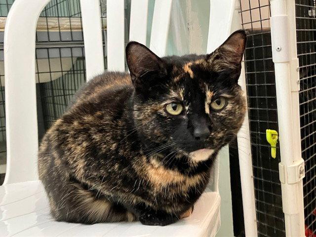 Enlarge LadyBug, a Adoptable Torbie in Chicago, IL image 1/1