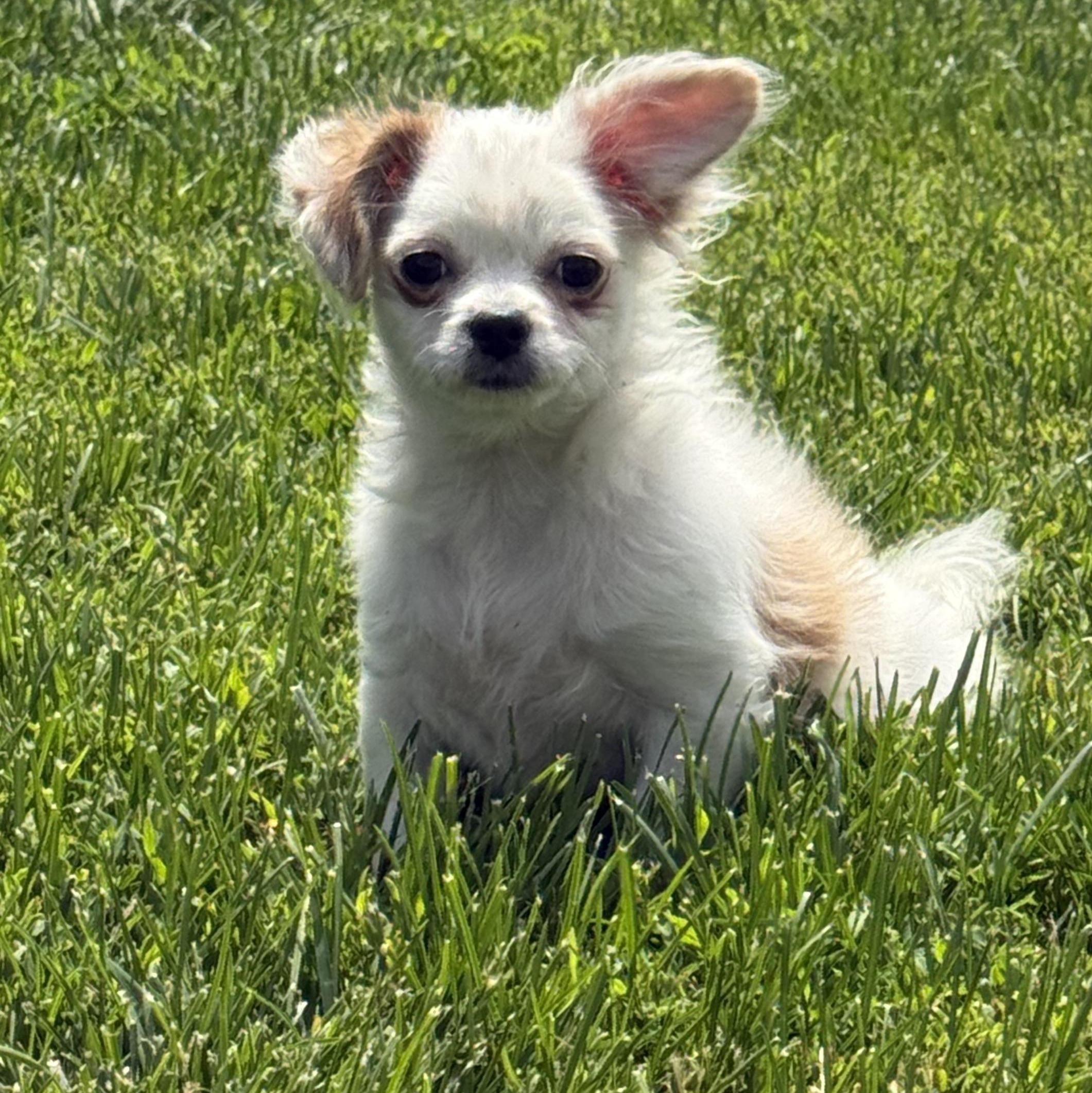 Stephanie, ADOPTABLE, Young Female Pomeranian.