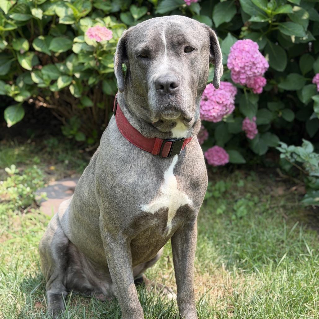 Enlarge Ermine, a Adoptable mixed breed in manchester, PA image 2/6
