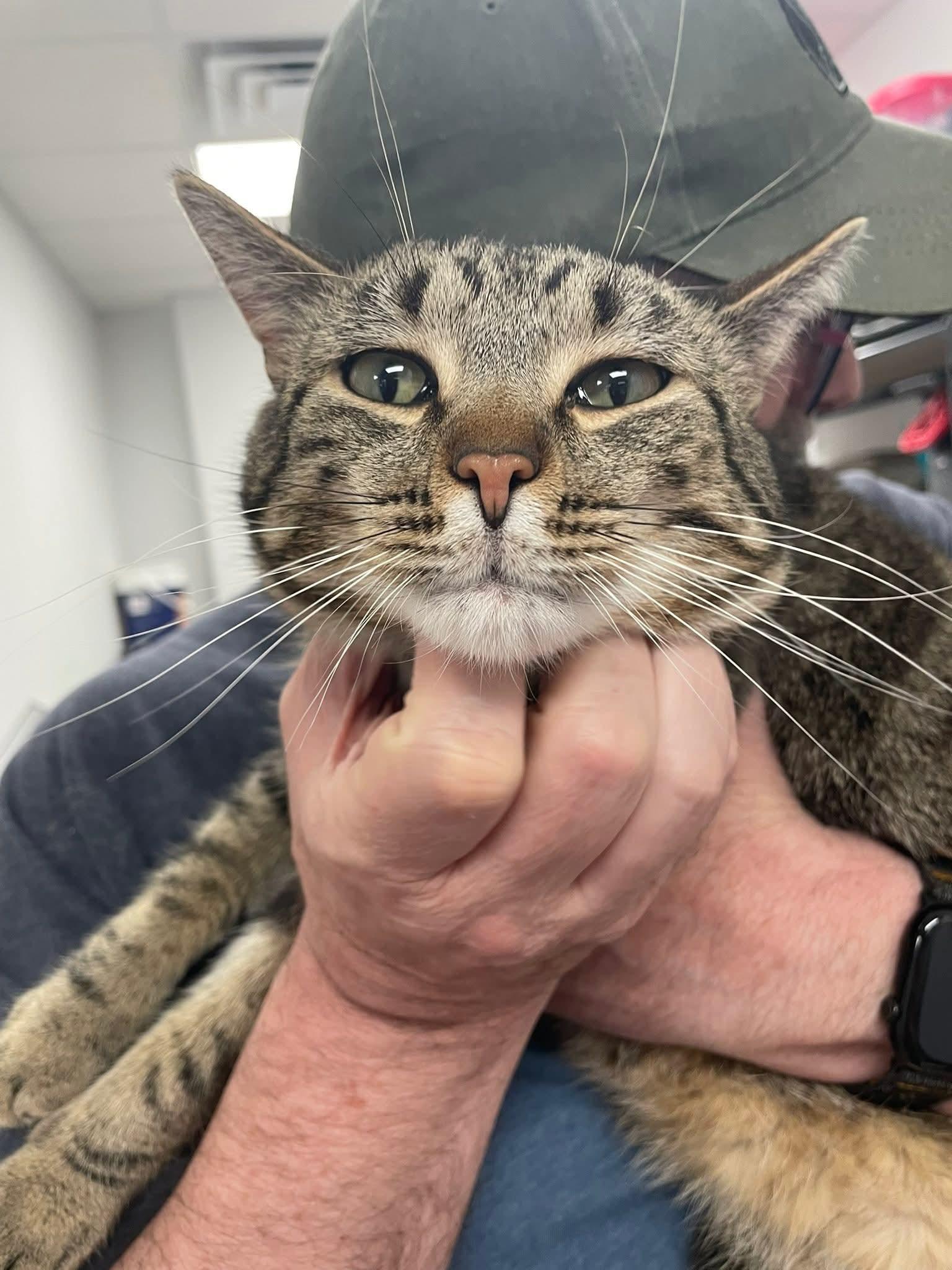 Enlarge Marley, a ADOPTABLE Domestic Short Hair in Hudsonville, MI image 5/6