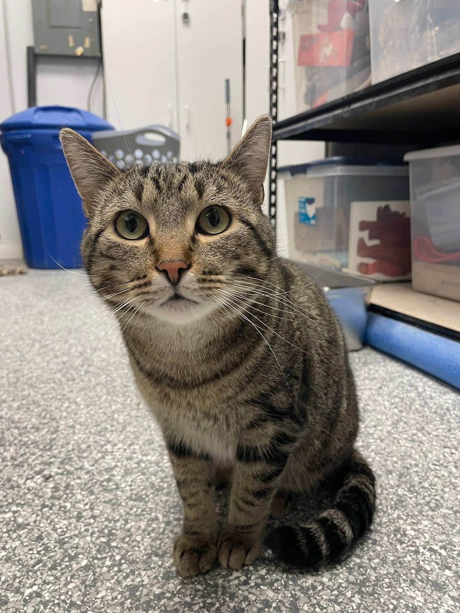 Enlarge Marley, a ADOPTABLE Domestic Short Hair in Hudsonville, MI image 2/6